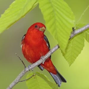 Scarlet Tanager - adult male in breeding plumage - spring - Connecticut - USA