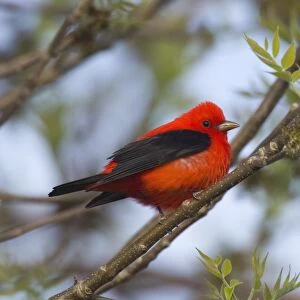 Scarlet Tanager - Male perched on branch Point Pelee, Ontario, Canada _TPL8188