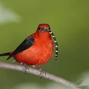 Scarlet Tanager - male with prey in beak (Tiger Spiketail Dragonfly) - June - CT - USA