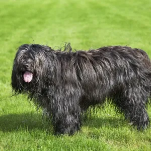 Schapendoes or Dutch Sheepdog