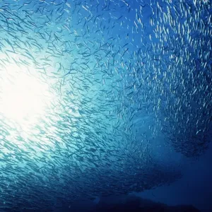School of Anchovies AU-1147 School of Anchovies AU-1147