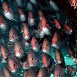 School of Snapper - Congregated off the reef edge at Heron Island. endemic to Eastern Australia and Coral Sea. Heron Island. Great Barrier Reef. Australia FIS-073