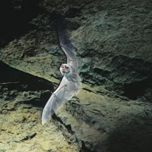 Schreiber's Long-fingered / Schreiber's Long-eared / Schreiber's Bat flying out of a cave. Post breeding season (september) French jura, France Distribution: SW Europe to China, Africa, Madagascar & Japan
