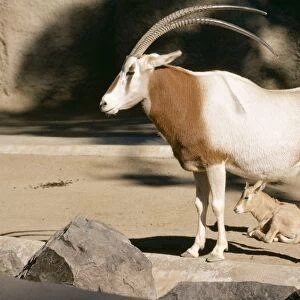 Scimitar Horned Oryx KF 1067 Oryx dammah © Kenneth W. Fink / ARDEA LONDON