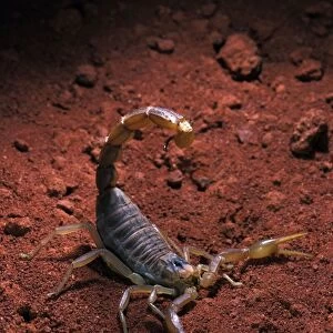 Scorpion. South Europe