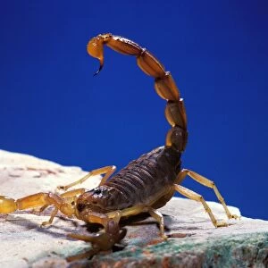 Scorpion South Europe
