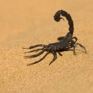 Scorpion Walking on dune sand with tail raised Namib Dune Belt, Namibia, Africa