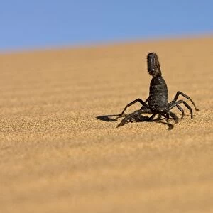 Scorpion Walking over rippled dune sand with a blue sky in the background Namib Dune Belt, Namibia, Africa