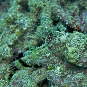 Scorpionfish - well camouflaged. Fiji