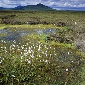 Scotland - blanket bog with pools, Cotton Grass, Ben Griam Beg in the background. Flow Country North Scotland