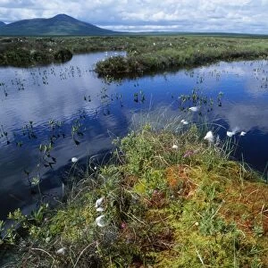 Scotland - bog pools with Cotton Grass, Sphagnum moss, cross-leaved heath. Flow Country at Forsinard, North East Scotland