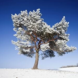 Scots Pine - covered in snow and frost - Hoher Meissner National park - North Hessen - Germany