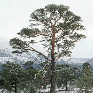Scot's Pine - in winter Caledonian pine forest, Spey Valley, Scotland