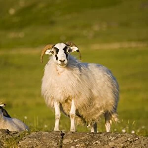 Scottish black-faced ewe and lamb, Isle of Mull, Scotland, UK