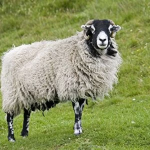 Scottish black faced sheep ewe North Yorkshire Moors UK
