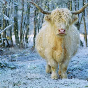 Scottish Highland Cow - in falling snow Digital Manipulation: added falling snow