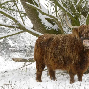 Scottish highland cow in the snowy foreland of river IJssel The Netherlands, Overijssel, Wijhe/Olst, Fortmond