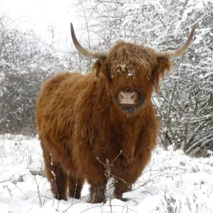 Scottish highland cow in the snowy foreland of river IJssel The Netherlands, Overijssel, Wijhe/Olst, Fortmond Scottish highland cow in the snowy foreland of river IJssel The Netherlands, Overijssel, Wijhe/Olst, Fortmond