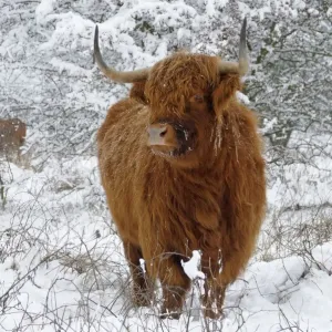 Scottish Highland Cow - in the snowy foreland of river IJssel The Netherlands, Overijssel, Wijhe/Olst, Fortmond Scottish Highland Cow - in the snowy foreland of river IJssel The Netherlands, Overijssel, Wijhe/Olst, Fortmond