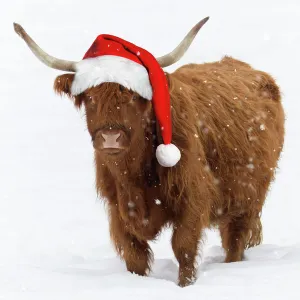 Scottish Highland Cow - standing on snow wearing Christmas hat. Digital Manipulation: Hat (Su) falling snow