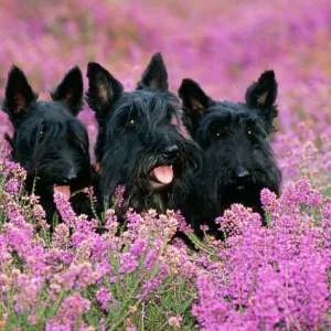 Scottish Terrier Dog 3 in field of Heather