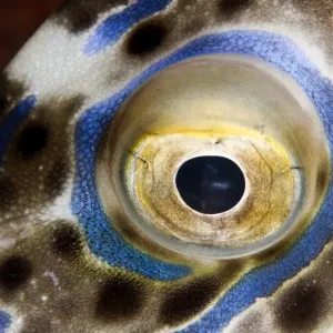 Scraweled Filefish - eye - Indonesia Scraweled Filefish - eye - Indonesia