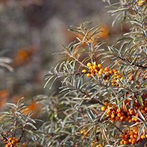 Sea Buckthorn - bush in autumn covered in berries. Lincolnshire, England
