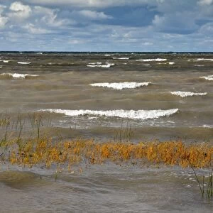 Sea Club-rush - the Baltic Sea - Gulf of Finland - on a rough autumn day - Kesse Island - Estonia