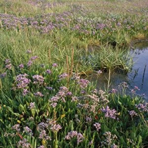 Sea Lavendar - and other saltmarsh plants including Glasswort Burnham Overy Staithe North Norfolk