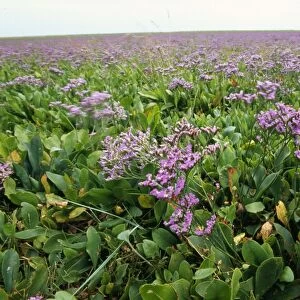 Sea Lavender Lincolshire, UK