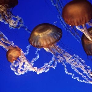 Sea Nettle JELLYFISH - group