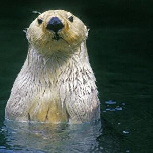 Sea Otter - Close up of head as it appears from water. Mo389