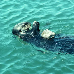 Sea Otter Eating on back using stone to break abalone