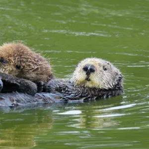 Sea Otter - mother carrying young (under three weeks) pup - Monterey Bay - USA _C3A5900