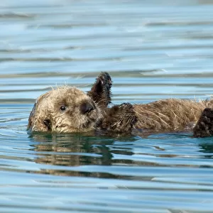 Sea Otter - pup learning to use its legs, feet and flippers / coordination. Within a few days it will be learning to hold food with its front paws (drops alot at first) and to swim about (now it mostly floats on back)