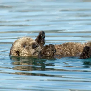 Sea Otter - pup learning to use its legs, feet and flippers / coordination. Within a few days it will be learning to hold food with its front paws (drops alot at first) and to swim about (now it mostly floats on back)