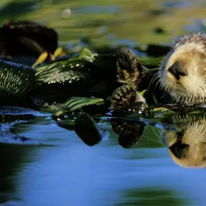 Sea Otter - resting in kelp bed California, USA