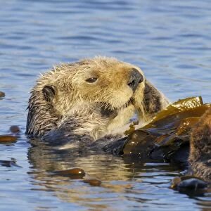 Sea Otter - resting in kelp - Monterey Bay - USA _C3A8968
