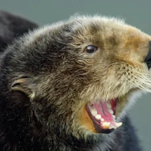 Sea Otter - Showing teeth. Alaska, North America BAX2904