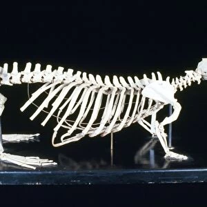 Sea Otter Skeleton - male
