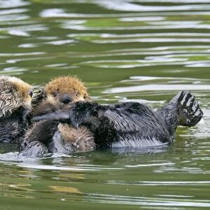 Sea Otters - mother with young pup - Monterey Bay - USA _C3A5606