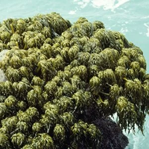 Sea Palm Seaweed - growing in regions of extreme wave shock. Coast of California, USA