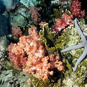 Sea star (Linckia sp) with a background of pink soft coral (Dendronephthya sp). Richelieu Rock, Andaman Sea, Thailand