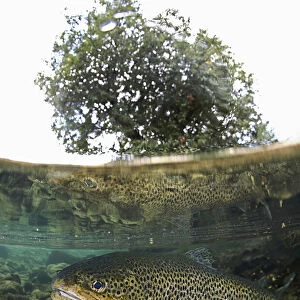 Sea trout, Salmo trutta, on Zezere river, Portugal. Found in streams, ponds, rivers and lakes. Individuals spend 1 to 5 years in fresh water and 6 months to 5 years in salt water