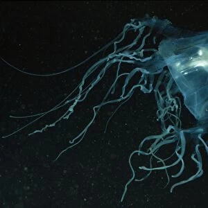 Sea Wasp / Box Jellyfish - deadly - with fish in bell