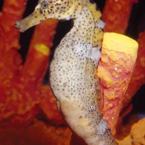 Seahorse - Caribbean to South Pacific Seahorse - Caribbean to South Pacific