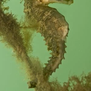 Seahorse - on an old net in Sydney harbour - NSW Australia
