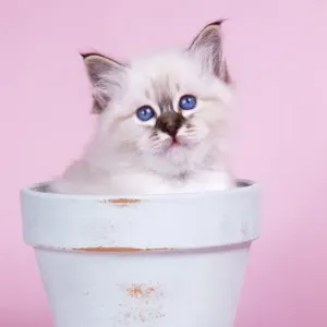 Seal Tabby Birman Cat - kitten in flowerpot Seal Tabby Birman Cat - kitten in flowerpot