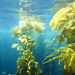 Seaweed Kelp Forest Channel Islands, California, USA