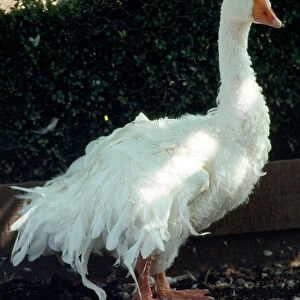 Sebastopol Goose - domestic